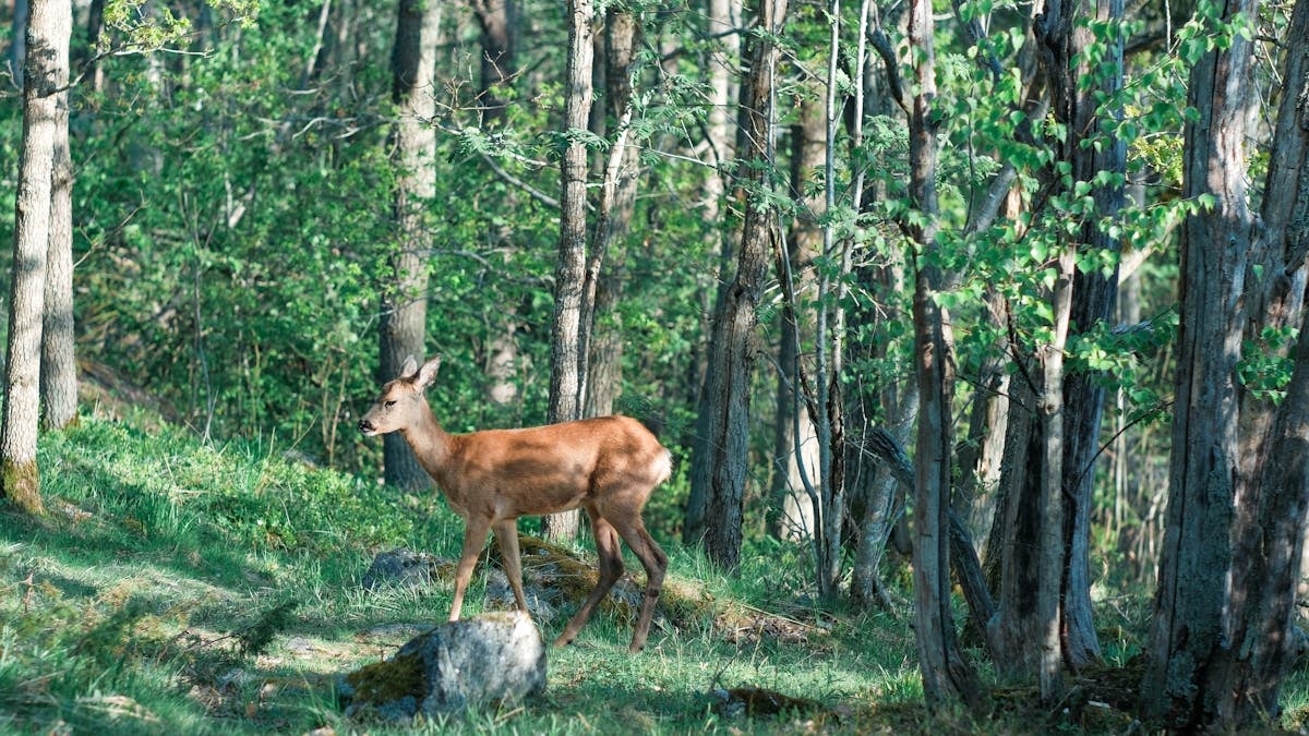 Kuidas alustada tervislikku eluviisi